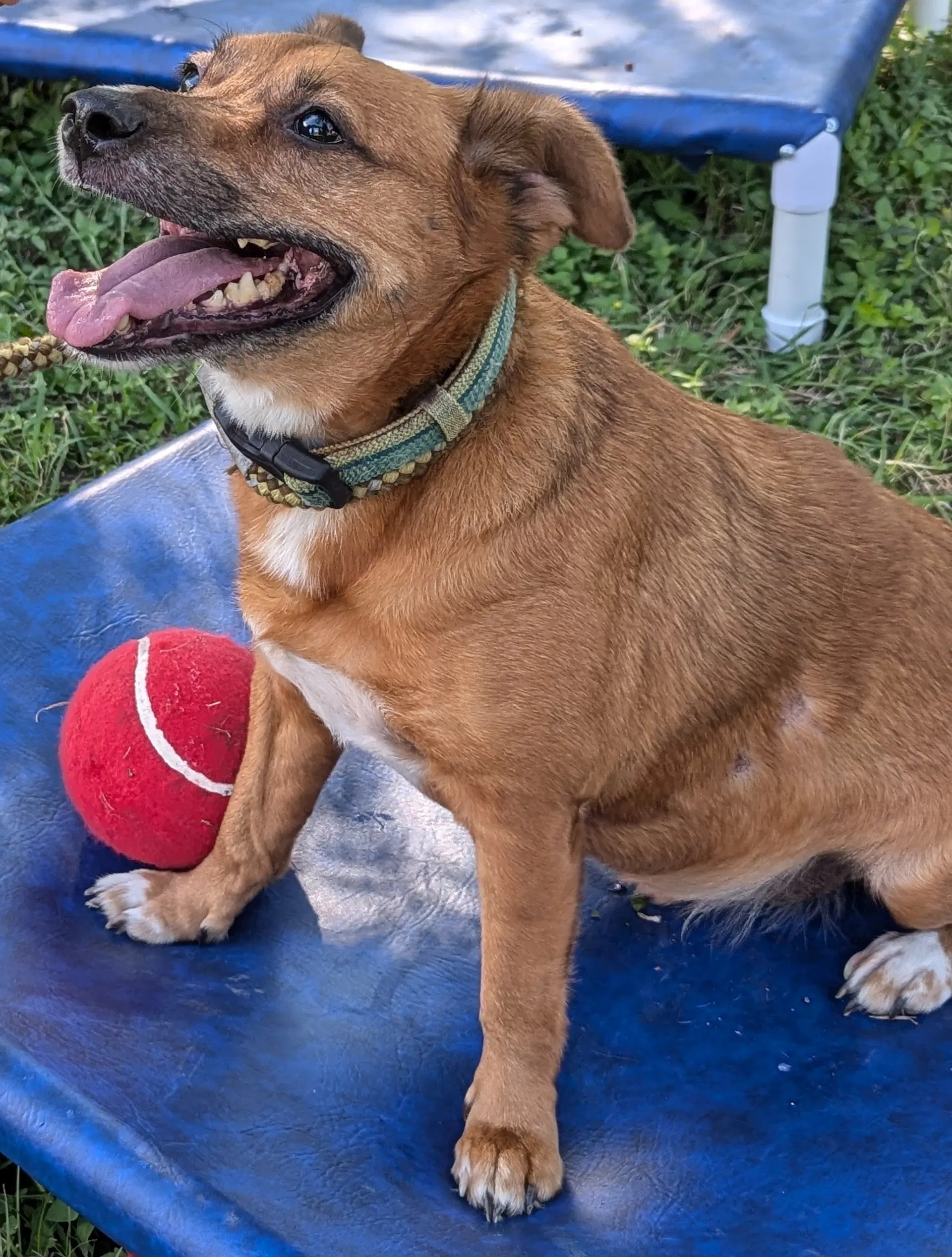 Auggie image 3