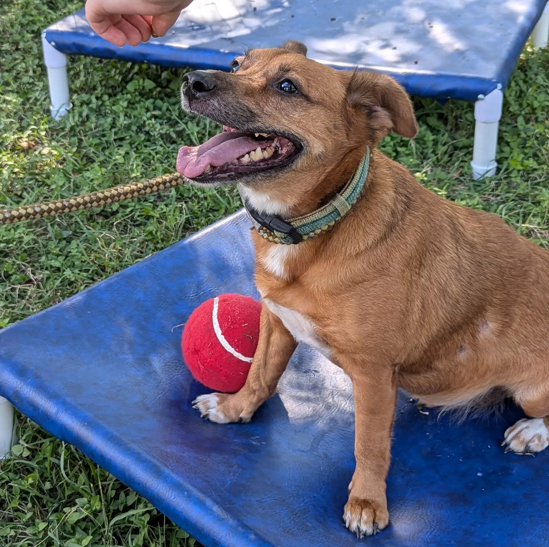 Auggie image 4