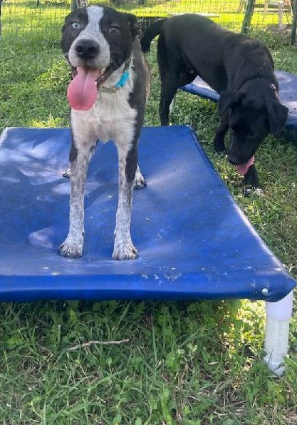 ALLY - Australian Cattle Dog/Blue Heeler available for adoption