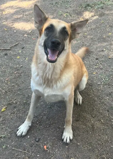 Patty - German Shepherd Dog