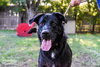 Duke - Photo 1