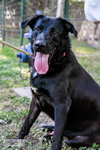 Duke - Photo 2