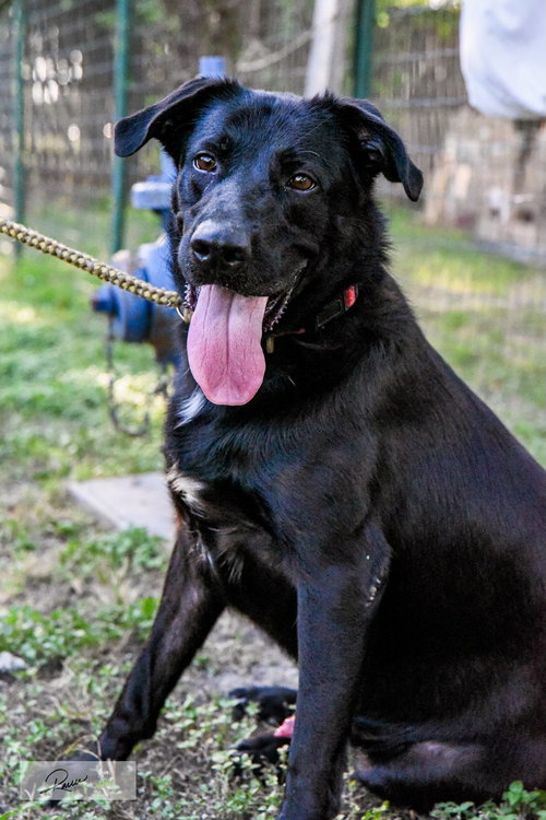 DUKE - Labrador Retriever / Shepherd available for adoption