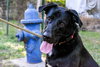 Duke - Photo 3