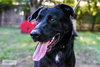 Duke - Photo 4