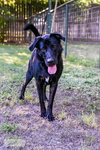 Duke - Photo 5