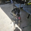 Chip - Photo 2
