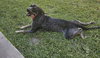 Chip - Photo 3