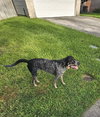 Chip - Photo 4
