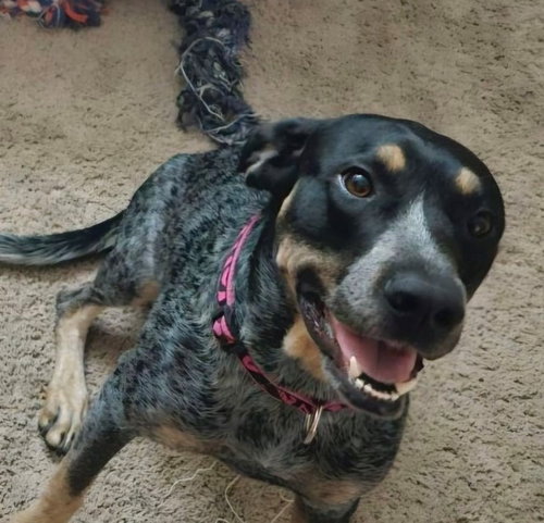 CHIP - Australian Cattle Dog/Blue Heeler / Hound available for adoption