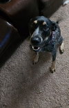 Chip - Photo 5