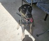 Chip - Photo 6