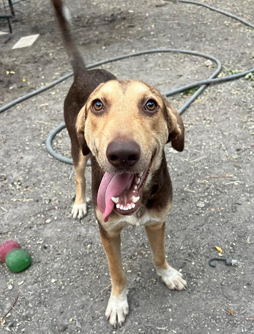 TOBY TODD - Hound available for adoption