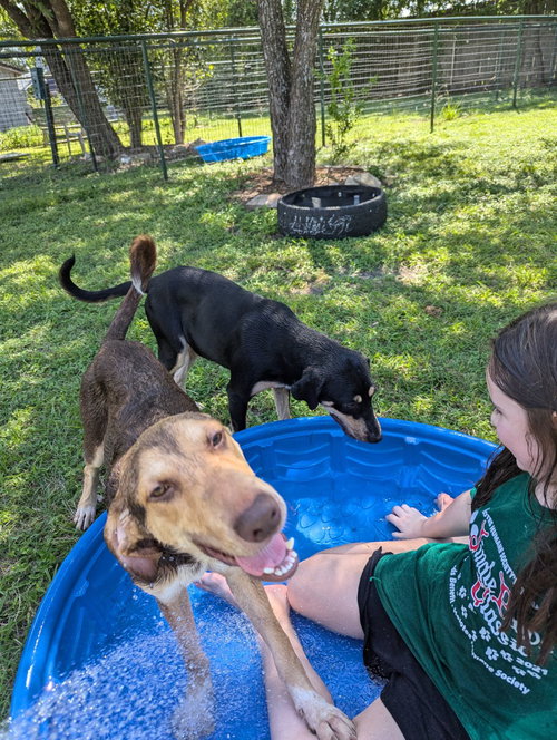 TOBY TODD - Hound available for adoption