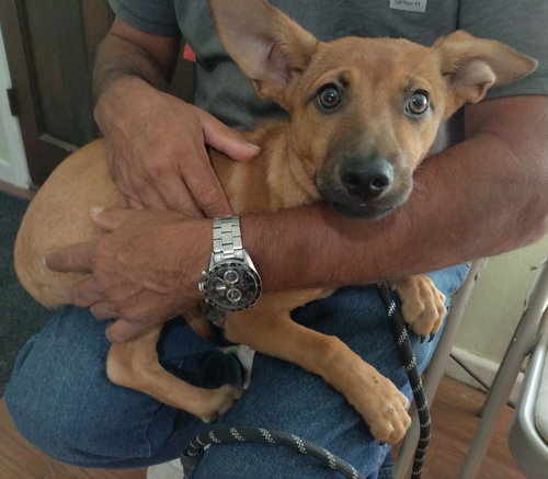 SIMON - Shepherd / Dachshund available for adoption