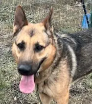Axle - German Shepherd Dog
