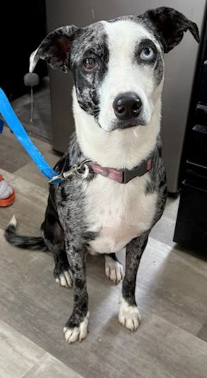 WHOOPIE - Catahoula Leopard Dog / Whippet available for adoption