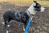 Whoopie - Photo 3
