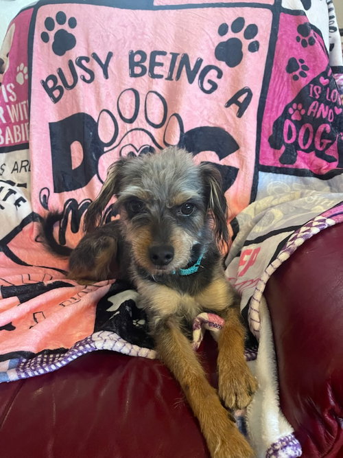 Chewy, a dog for adoption from L&S Dog Diggity Rescue