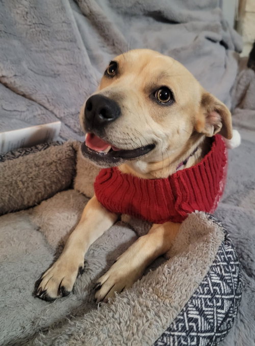 FIONA - Carolina Dog / Retriever available for adoption