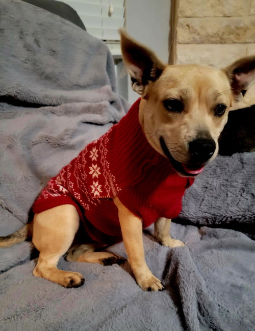 FIONA - Carolina Dog / Retriever available for adoption