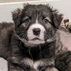 Bear aka Toast - Photo 1