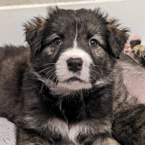BEAR AKA TOAST