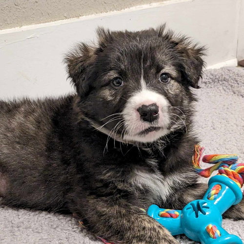 BEAR AKA TOAST - Australian Shepherd / Hound available for adoption