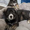 Bear aka Toast - Photo 3