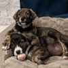 Bear aka Toast - Photo 4