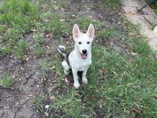 BRIE - Husky / Shepherd available for adoption