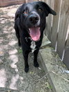 Willow - Photo 3