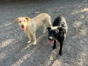 Willow - Photo 4