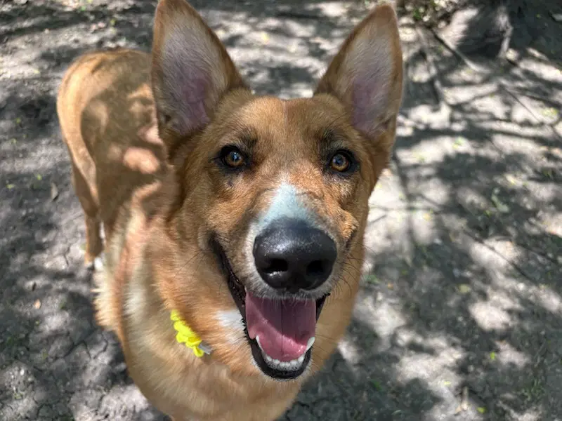 Lucy - Shepherd