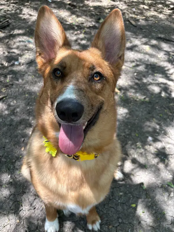 Lucy image 2