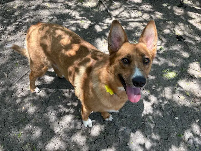 Lucy image 3