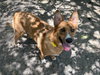 Lucy - Photo 3