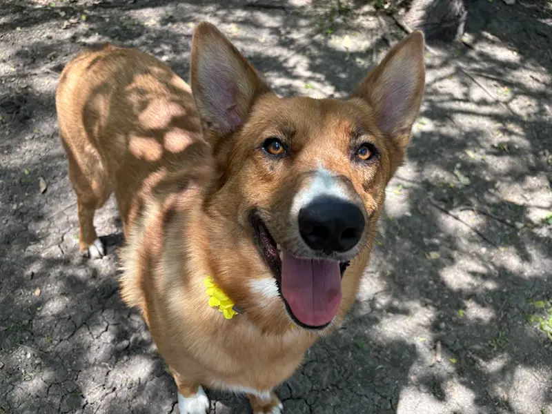 Lucy image 4