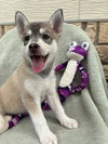 Maya - Photo 1