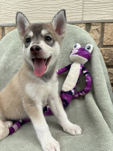 MAYA - Husky / Shepherd available for adoption