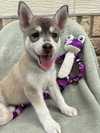 Maya - Photo 2