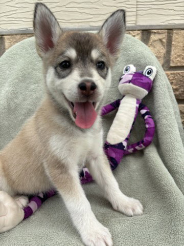 MAYA - Husky / Shepherd available for adoption