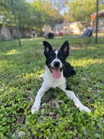 MAVERICK - Border Collie / Retriever available for adoption