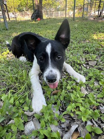 MAVERICK - Border Collie / Retriever available for adoption