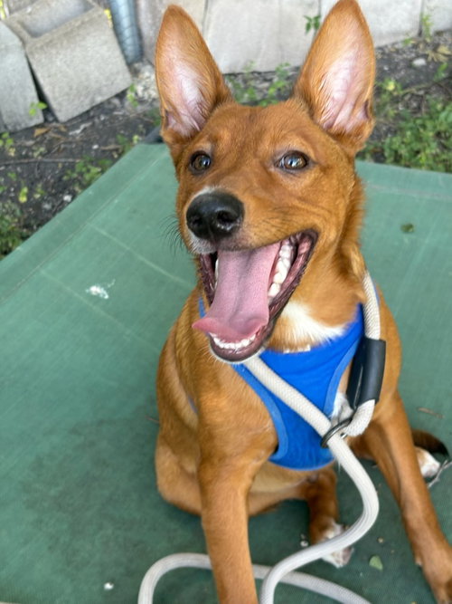 BRUNO - Australian Cattle Dog/Blue Heeler / Terrier available for adoption