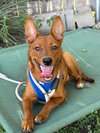 Bruno - Photo 1