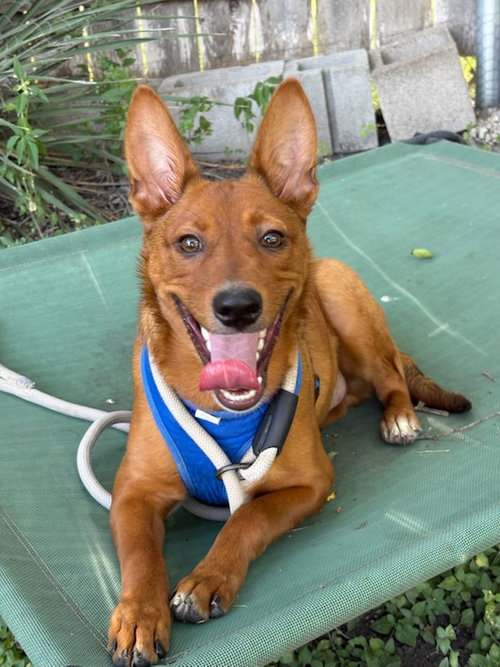 BRUNO - Australian Cattle Dog/Blue Heeler / Terrier available for adoption