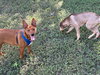 Bruno - Photo 3