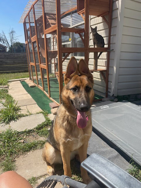 Kora Image