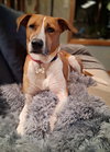 Stella - Photo 2